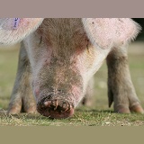 Pig with rings in its nose