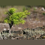 Natural 'bonsai' tree
