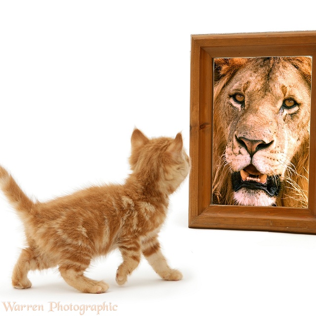 Ginger kitten looking in mirror and seeing a lion