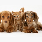 Dachshund pups and ginger kitten