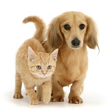 Cream kitten with cream dapple Dachshund pup