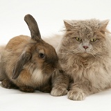 Lilac longhair cat with Dwarf Lionhead Lop rabbit