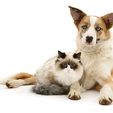 Bicolour colourpoint cat with red merle Border Collie