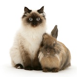 Young Birman-cross cat and Dwarf Lionhead x Lop rabbit