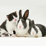 Black-and-white kitten with grey-and-white Dutch rabbits