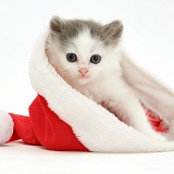 Kitten in a Santa hat