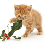 Ginger kitten playing with holly