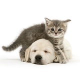 Blue tabby kitten and sleeping yellow Goldador pup