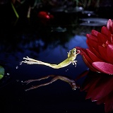 European Tree Frog leaping at a beetle