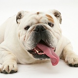 Red-and-white Bulldog with tongue out