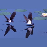 European Swallows drinking