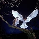 Barn Owls alighting