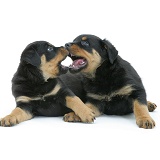 Two Rottweiler pups muzzle-fencing