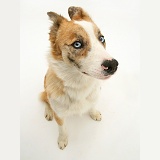 Red merle Border Collie with ears back