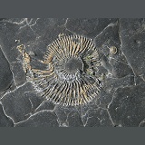 Ammonite fossil in shale