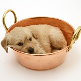 Golden Retriever pup in a copper pan