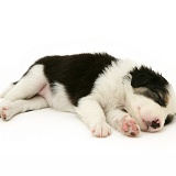 Tricolour Border Collie pup, 5 weeks old, asleep