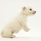 Westie pup