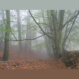Misty Beech woodland