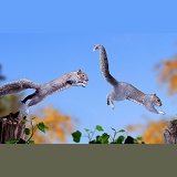Grey Squirrels chasing