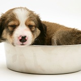 Border Collie pup in a metal food bowl