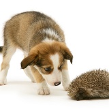 Border Collie pup examining a hedgehog
