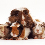 Guinea pig with 1 day old piglets
