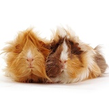 Two young Abyssinian rosette Guinea pigs
