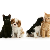 Cavalier King Charles Spaniel pups with cats
