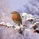Robin on snowy Cotoneaster