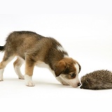Border Collie pup meeting a young Hedgehog