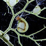 Greater Bladderwort with trapped mosquito larva