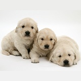 Three Golden Retriever pups, 4 weeks old