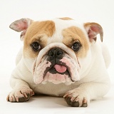 Bulldog with tongue out