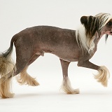 Chinese crested dog trotting across
