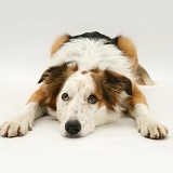 White-faced Border Collie dog lying, chin on floor