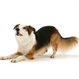 White-faced Border Collie dog in play-bow