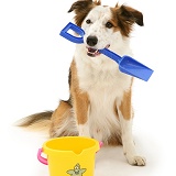 Border Collie dog with child's bucket and spade