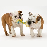 Two Bulldog pups carrying a ragger