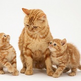 Red tabby British Shorthair mother cat and kittens