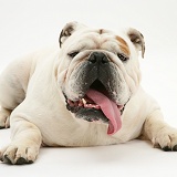 White Bulldog lying, head up, tongue lolling
