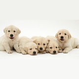Five Golden Retriever puppies, 4 weeks old