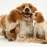 Brittany Spaniel and pups