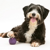 Shaggy dog with foot on ball
