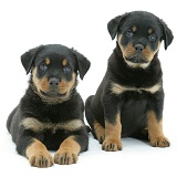 Two Rottweiler pups, 8 weeks old