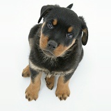 Rottweiler pup, 8 weeks old, from above