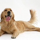 Golden Retriever lying, panting and wagging her tail