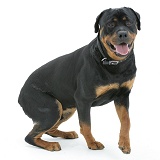 Rottweiler dog getting up from a sit