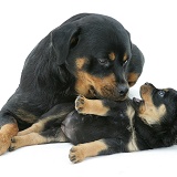 Rottweiler bitch nuzzling a playful pup
