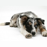 Merle Collie-cross pup lying, chin on floor